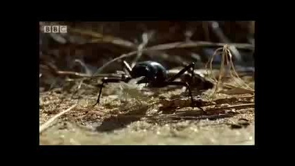 How to make a sand dune - Dune - Bbc wildlife 