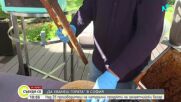 „Да хванеш гората“ в София: Над 25 производители на натурални продукти на занаятчийския базар