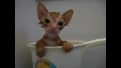 Коте се къпе в чаша 
