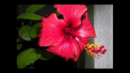 Armik- Tropical Breeze