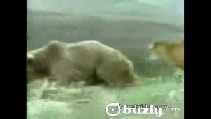 Bear Vs Cougar
