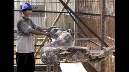 рекорди за най - големи неща на света