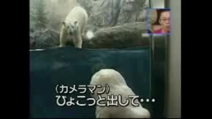 Китайка се плаши от полярна мечка 