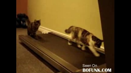 Котки тренират :|