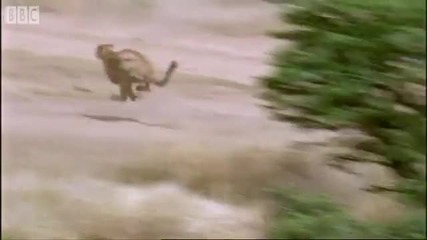 Cheetah attacks zebra - Cheetahs - Bbc Earth 