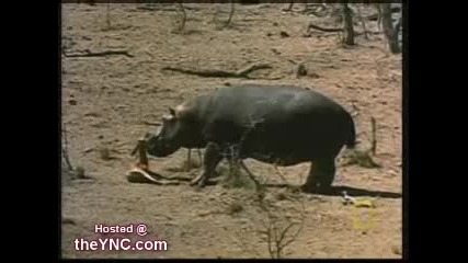 Удивително - хипопотам спасява импала от крокодил