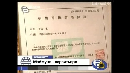 За първи път маймуни - сервитьори в японски ресторант - Господари на ефира 29.10.08
