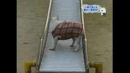 Мързеливо куче се спуска по пързалката