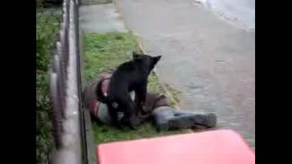Куче е*е бездомник - смях 
