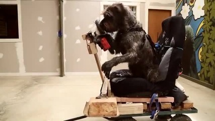 Кучета, които могат да шофират