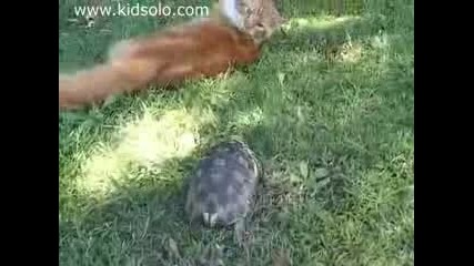 Костенурка Нинджа преследва котка :)