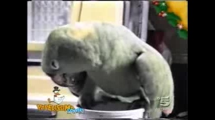 папагал издаващ бебешки звуци 