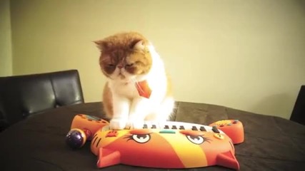 Коте свири на пиано
