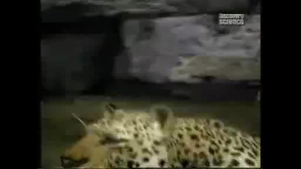 Горила се бие с леопард кой ли ще победи