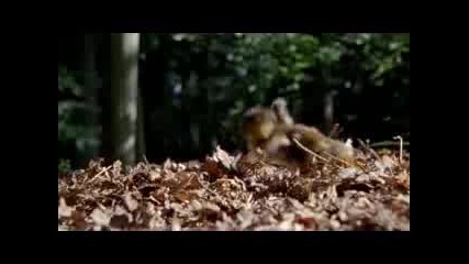 Планетата Земя - Официален трейлър [hd]