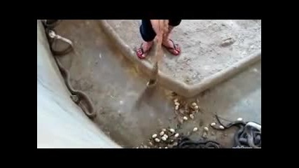 Несте виждали такъв изрод
