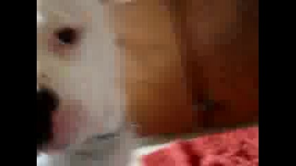 Pitbull Owned By Cat.flv
