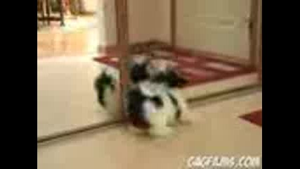 Puppy Vs. Mirror