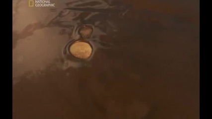 National Geographic - Динозавърска аутопсия част 5/5 бг аудио High Quality