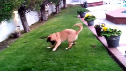 Умни кучета си играят с топка - Забавна компилация