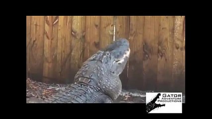 Крокодил захапва диня 