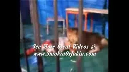 Lion Attacks Man In Cage Uncensored