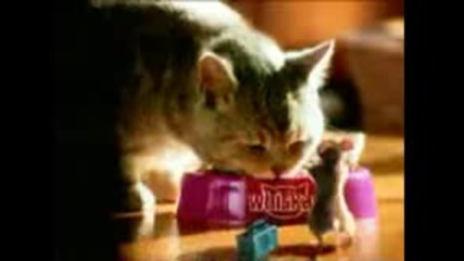 Cat end Mause
