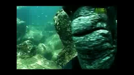 Weird True & Freaky - Wtf - Seal Encounter