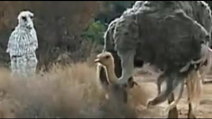 Zebra Kiliginda Arslanlarin Arasina Dalmak 2014 Hd Komik Sahne Ama Sonucu Cok Kotu Arslana Yem Olmak