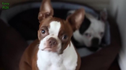 Компилация Смях - Cute Dog Head Tilt Compilation 2015 (720p)