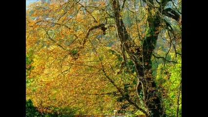 Composition Automnale