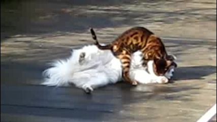 My Bengal cat cleans and then Sprays the dog in the middle of a deadly fight