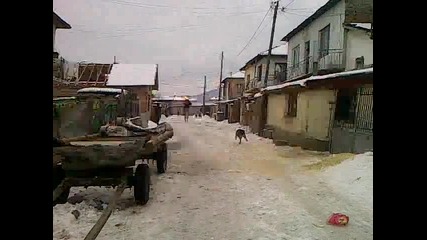 nai barziq kon v samokov konq na asen kon sive1