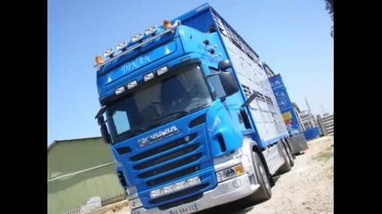 New Scania bovi trans porcs 