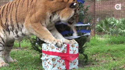 Големите котки празнуват Коледа