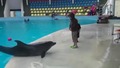 Малко дете и делфин си подават топка.