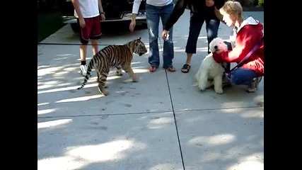 Малко тигърче vs куче