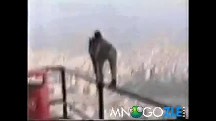Маймуна опитва самоубийство