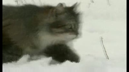 Chernobyl life in the dead zone част 5