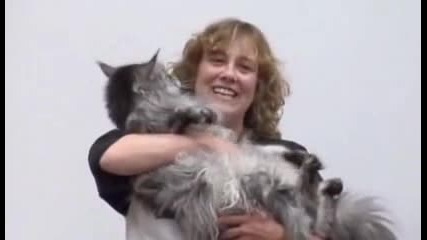 Най - дългата котка в света 