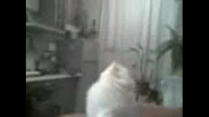 Vito Vs Dead Mouse