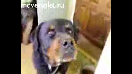 Куче Наркоман