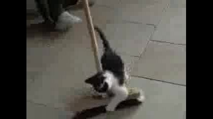 Comedy Funny Cute Kitten Having Fun Playing
