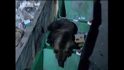 Bbc Transylvania - Living With Predators - Wild Animals - City Dwellers 
