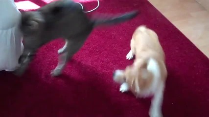 Dog Vs Cat 