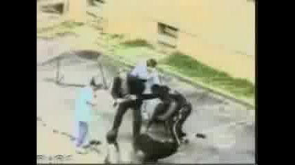 Ротвайлери нападат човек