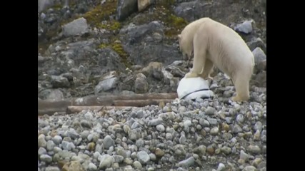 Проследяване на живота на една полярна мечка.
