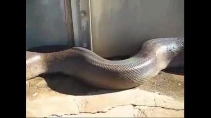 Най-дългата змия - Мъртва!!!