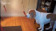 Куче лови моркови на въртележка