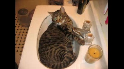 Смешни Котки